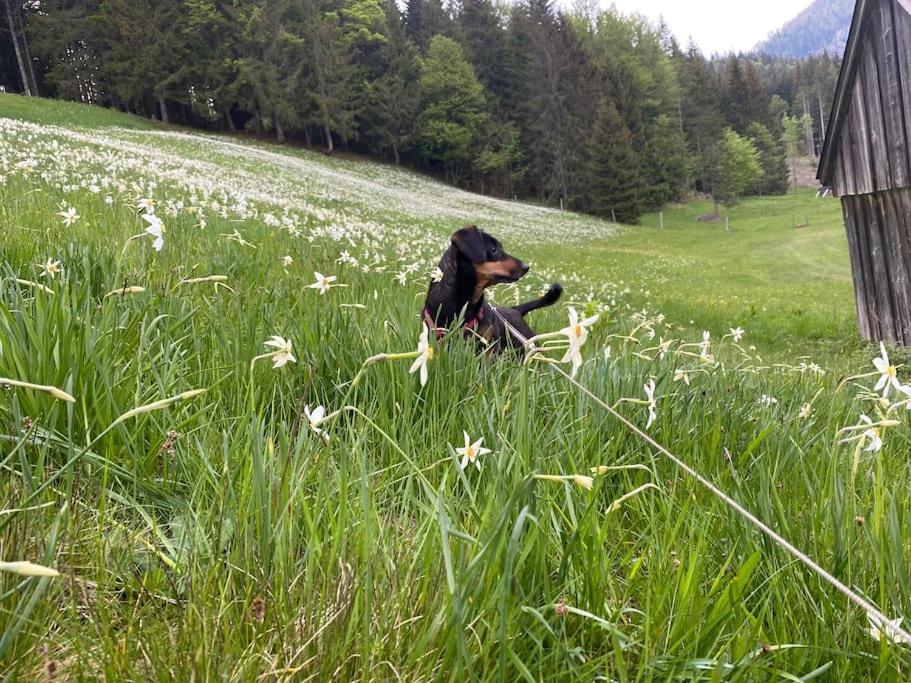 Alpenurlaub II Wohnung Mit Traumausblick บัดมิทแทร์นดอร์ฟ ภายนอก รูปภาพ